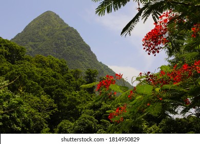 Tropical Foliage With The Gros Piton In The Background