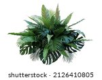 Tropical foliage plant bush (Monstera, palm leaves, and Bird