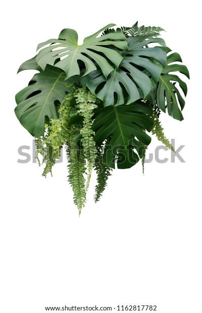 白い背景に熱帯の葉植物 モンステラと垂れ下がったシダの緑の葉の花柄の背景 切り取り線付き の写真素材 今すぐ編集