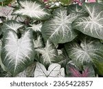 Tropical foliage plant, Caladium Aaron leaves with heart-shaped green leaves adorned with striking white