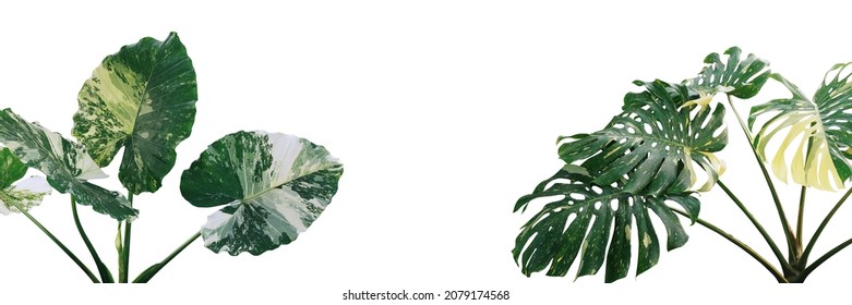 Tropical Foliage Plants Variegated Leaves Of Monstera And Alocasia Popular Rainforest Houseplants On White, Green Variegated Leaves Pattern Nature Frame Border Background.