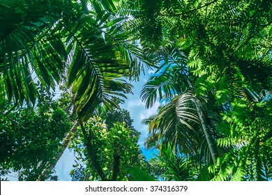 Tropical Forest Blue Background