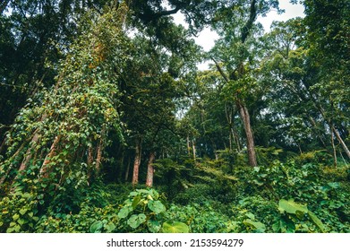 Tropical Forest Of Bwindi Impenetrable National Park, Uganda Travel