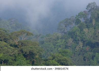 Tropical Forest Canopy In Amazon Forest Complex