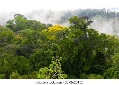 Tropical Forest Canopy Showing The Rich Diversity In The Amazon Forest