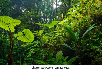 tropical forest in central america - Shutterstock ID 2186249529