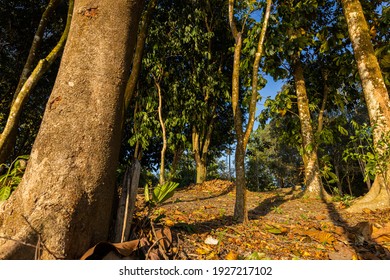 Tropischer Wald bei Sonnenuntergang. Lange Schatten aus der fallenden Sonne. Die erhabene Natur. Alte Regenwaldbäume in der goldenen Sonne. Nahe am Boden mit Laub der Bäume. Blauer Himmel auf dem Hintergrund