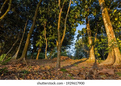 Tropischer Wald bei Sonnenuntergang. Lange Schatten aus der fallenden Sonne. Die erhabene Natur. Alte Regenwaldbäume in der goldenen Sonne. Nahe am Boden mit Laub der Bäume. Blauer Himmel auf dem Hintergrund