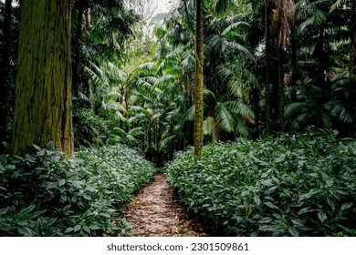 Tropical forest with exotic palm trees and lush green vegetation. Tourist path through the jungle. Lush foliage in tropical climate. Botanical background 