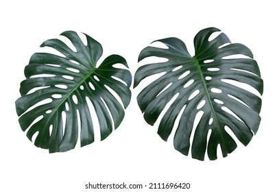 tropical forest monstera leaves isolated with clipping path on white background. - Shutterstock ID 2111696420