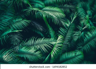 Tropical Forest Natural Background, Nature Scene In Green Tone Style