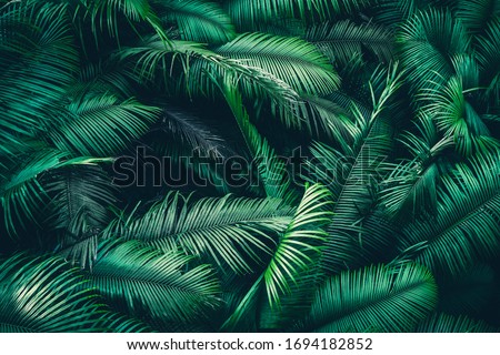 tropical forest natural background, nature scene in green tone style