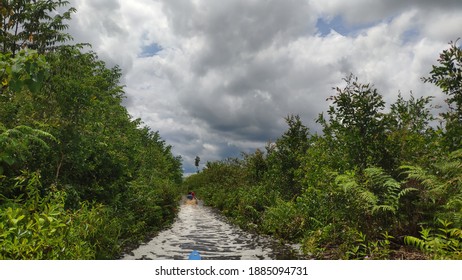 Tropical Forest And Peatland Conservation In Indonesia