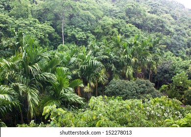 Tropical Forest In Rainy Weather