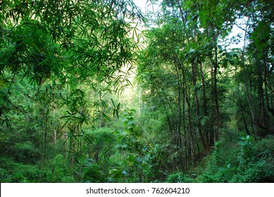 Tropical Forest In Thailand