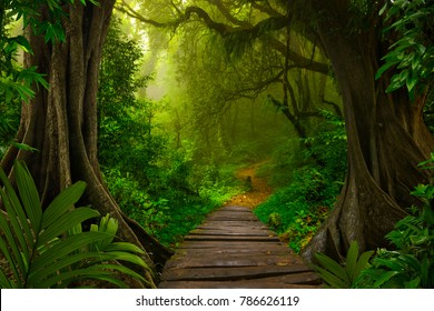 Tropical forest in Thailand - Shutterstock ID 786626119