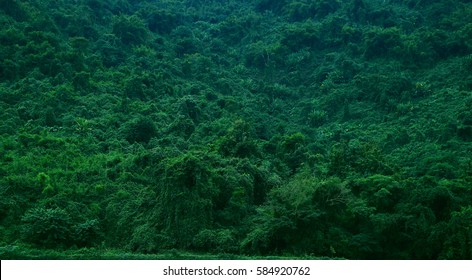 Tropical Forest View In Asian Country , Green Nature Texture, Jungle View Background