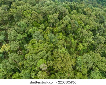 Tropical Forests Can Absorb Large Amounts Of Carbon Dioxide From The Atmosphere.