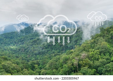 Tropical Forests Can Absorb Large Amounts Of Carbon Dioxide From The Atmosphere.