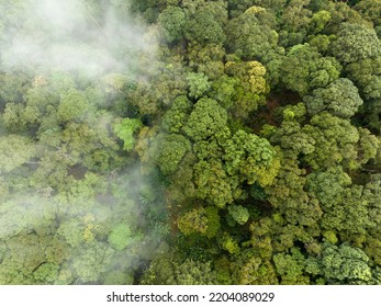 Tropical Forests Can Absorb Large Amounts Of Carbon Dioxide From The Atmosphere.