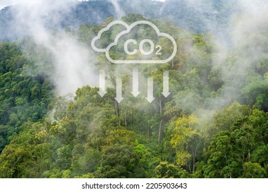 Tropical Forests Can Absorb Large Amounts Of Carbon Dioxide From The Atmosphere.