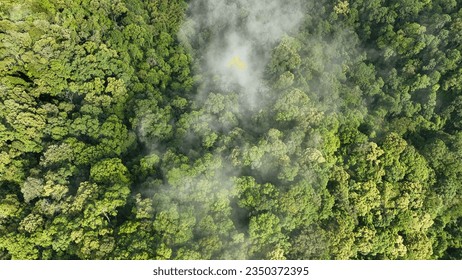 Los bosques tropicales pueden absorber grandes cantidades de dióxido de carbono de la atmósfera.