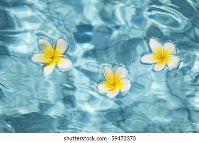 Tropical Frangipani Flower Floating Blue Water Stock Photo 70061380 ...