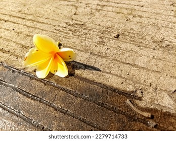 Tropical frangipani flowers, fresh Plumeria flowers with yellow petals isolated on the surface texture of a cement background outdoors with a copy space. - Shutterstock ID 2279714733