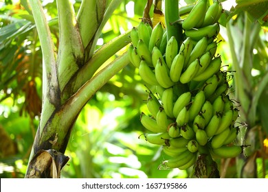 Tropical Fresh Green Plantain Banana In The Fields.