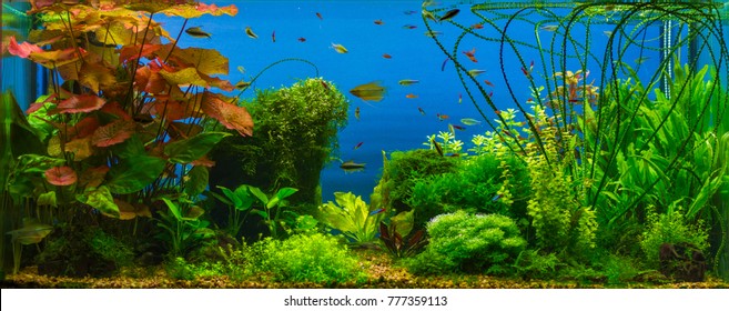 Tropical Fresh Water Aquarium