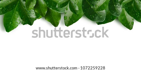 tropical freshness green leave wih water droplet or raindrop frame on top with clipping path and shadow ,white background