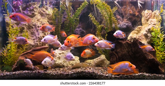 Tropical Freshwater Aquarium With Big Red Fish