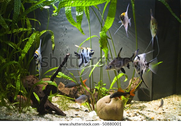 Tropical Freshwater Aquarium Colourful Fish Green Stock Photo (Edit Now ...