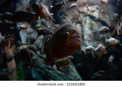 Tropical Freshwater Fish Under Water, With Expressive Face And Big Eyes, With Many Fishes In The Background Outside The Focus Range