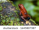 Tropical frog with tadpole on the back, dart frog, Dendrobates pumilio,  Costa Rica, rain forest