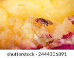 Tropical Fruit Fly Drosophila Diptera Parasite Insect Pest on Vegetable Macro