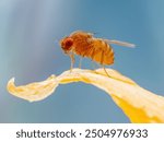 Tropical Fruit Fly Drosophila Diptera Parasite Insect Pest on Vegetable Macro