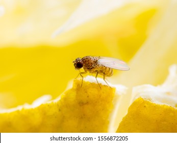 Tropical Fruit Fly Drosophila Diptera Parasite Insect Pest on Ripe Fruit Vegetable Macro