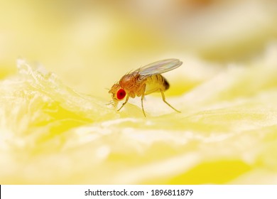 Tropical Fruit Fly Drosophila Diptera Parasite Insect Pest on Ripe Fruit Plant