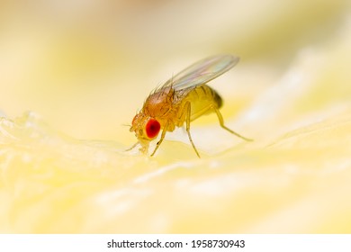 Tropical Fruit Fly Drosophila Diptera Parasite Insect Pest on Ripe Fruit Vegetable Close-up