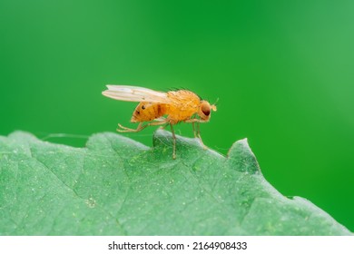 Tropical Fruit Fly Drosophila Diptera Parasite Insect Pest Close-up