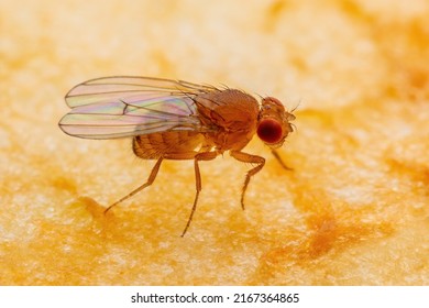 Tropical Fruit Fly Drosophila Diptera Parasite Insect Pest on Ripe Fruit or Vegetable Macro