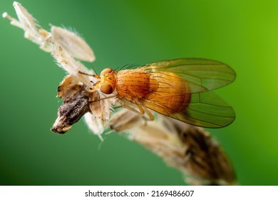 Tropical Fruit Fly Drosophila Diptera Parasite Insect Pest Macro
