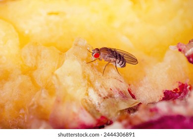 Mosca tropical de la fruta Drosophila Diptera parásito insecto plaga en vegetal macro