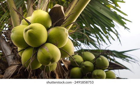 Fruta tropical  Palmera