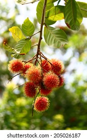 Tropical Fruit, Rambutan On Tree