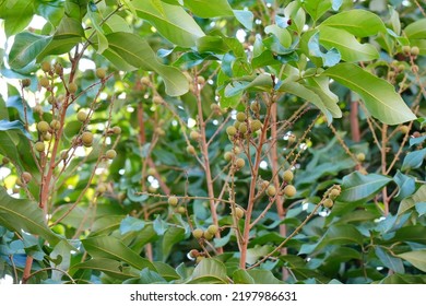 Tropical Fruits Longan In Longan Orchards Farm.