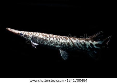 Tropical gar (Atractosteus tropicus) on Black isolated background