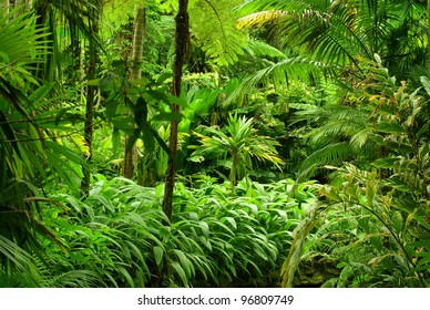 Tropical Garden in Cairns, North Queensland, Australia