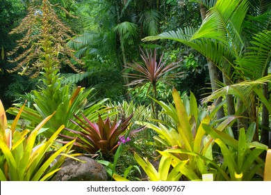 Tropical Garden In Cairns, North Queensland, Australia